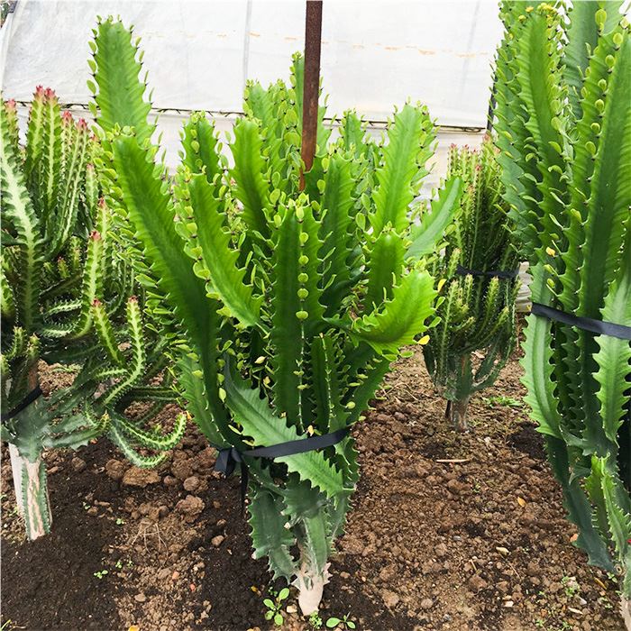 african milk cactus