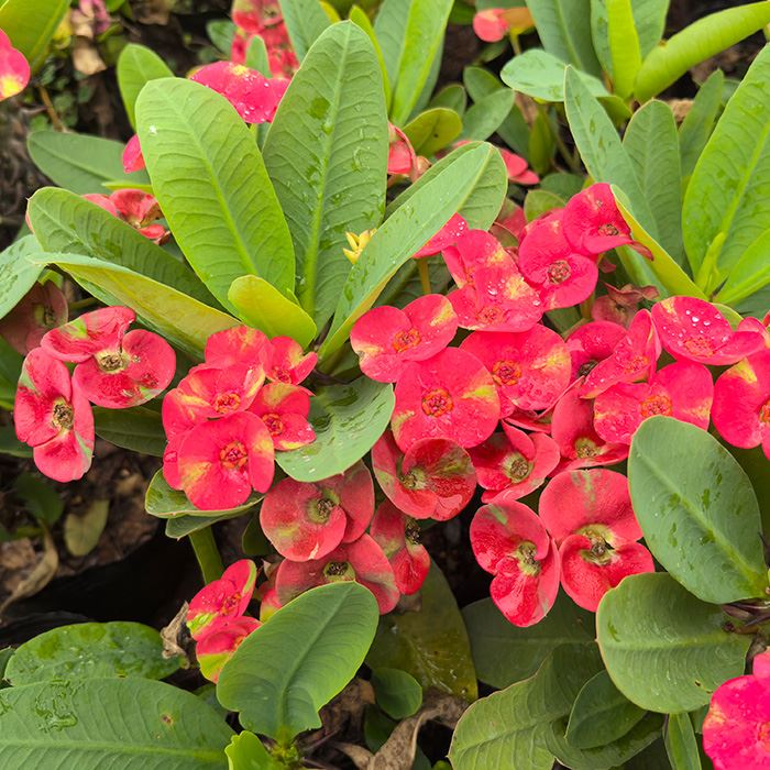 cactus euphorbia milii