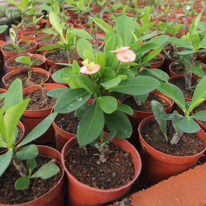 crown of thorns plant for sale