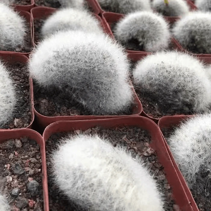 Mammillaria baumii crested