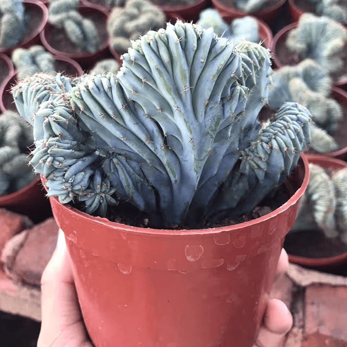 Myrtillocactus geometrizans f. crestata