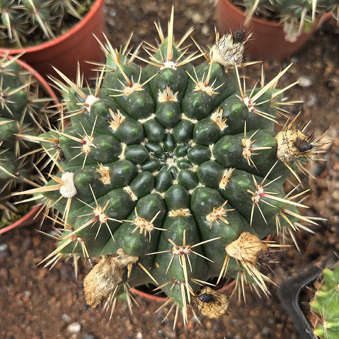 Notocactus Buiningii