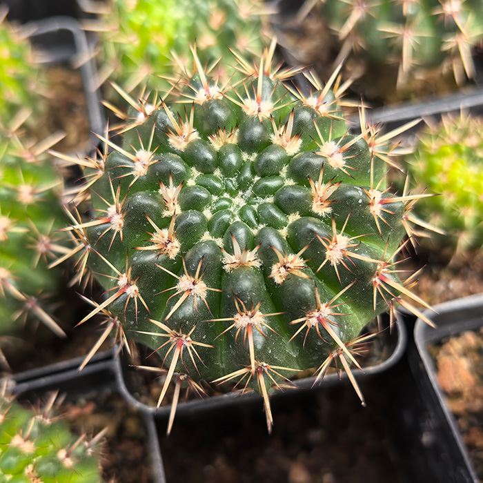 Notocactus Buiningii