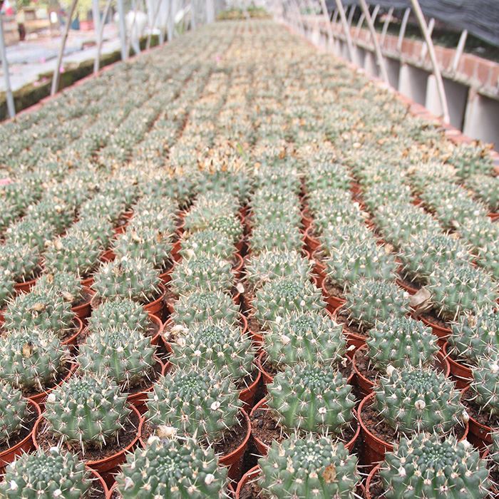 Notocactus Buiningii