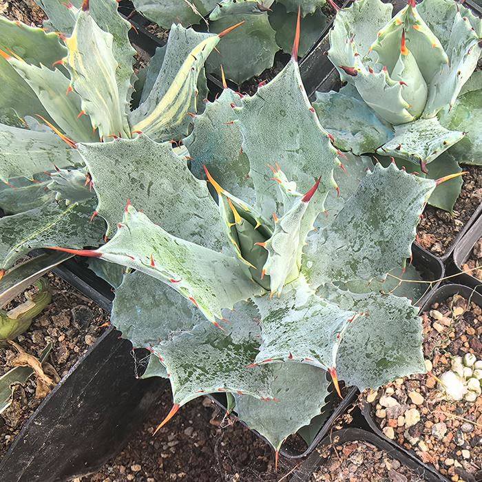 Agave Potatorum Verschaffeltii