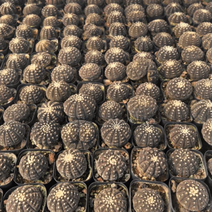 Gymnocalycium Ragonesei