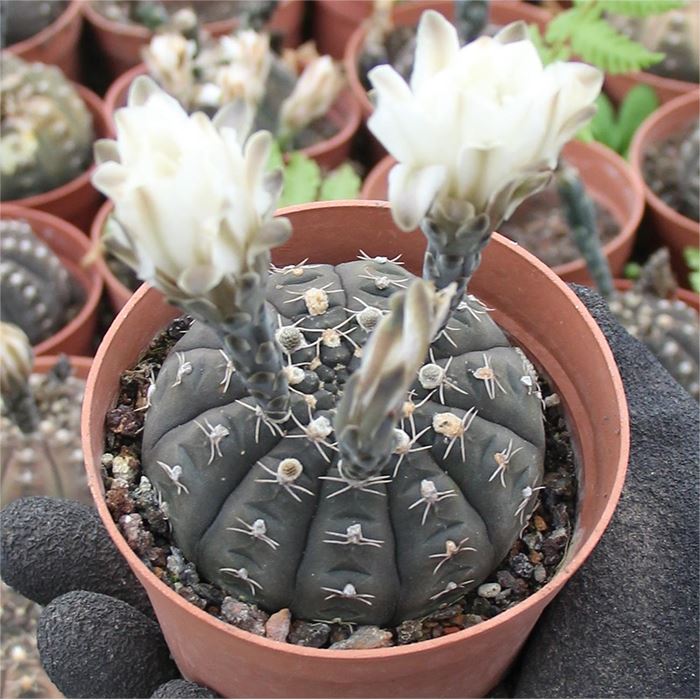 Gymnoccalycium Ragonesei