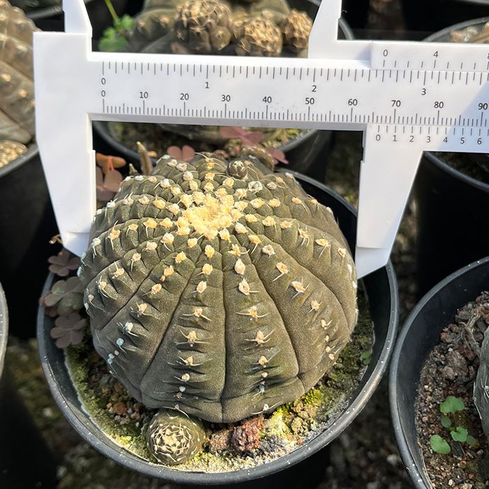 gymno ragonesei