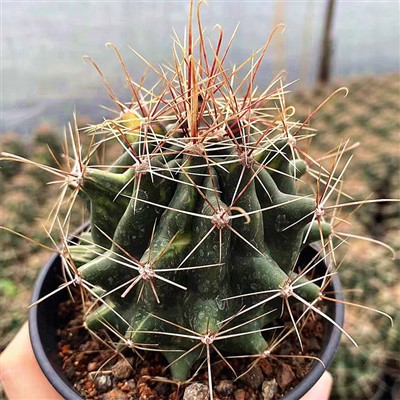 Ferocactus hamatacanthus var. Sinuatus