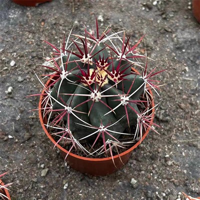 Cactus de baril d'incendie