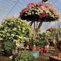 Bougainvillea Hacks à fleurs