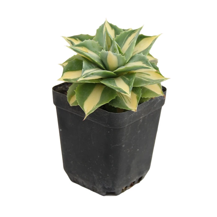Agave potatorum var verschaffeltii 'Medio-picta'