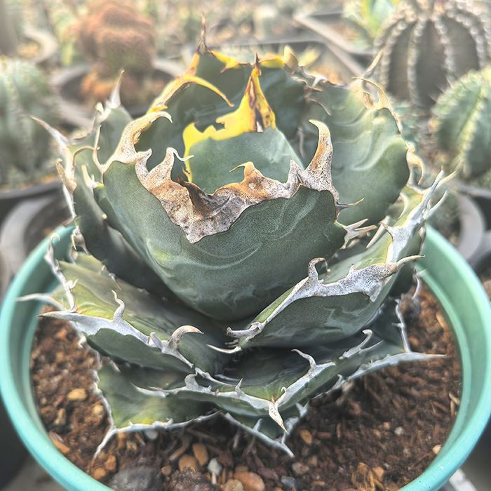 Agave titanota white whale