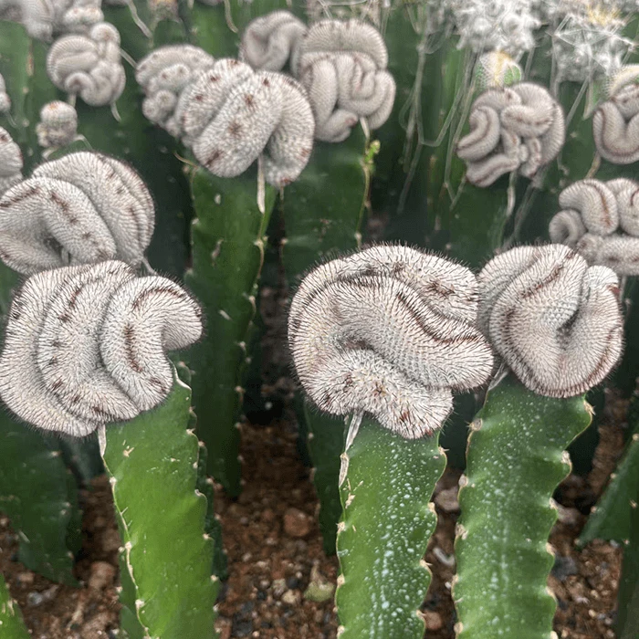 Mammillaria Perezdelarosae v. Andersoniana f. cristata
