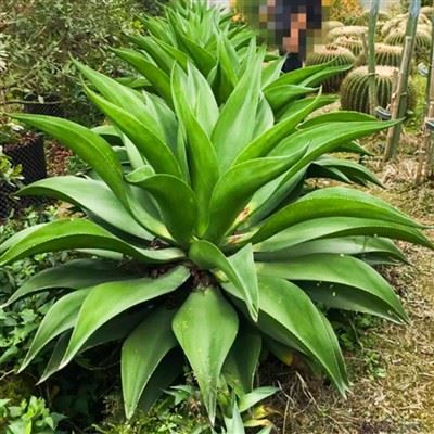 Queue de renard Agave Attenuata