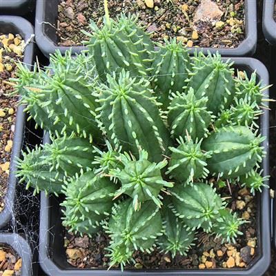 Euphorbia Aggregata A. Berger