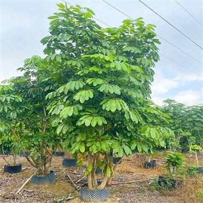 Arbre Schefflera Actinophylla