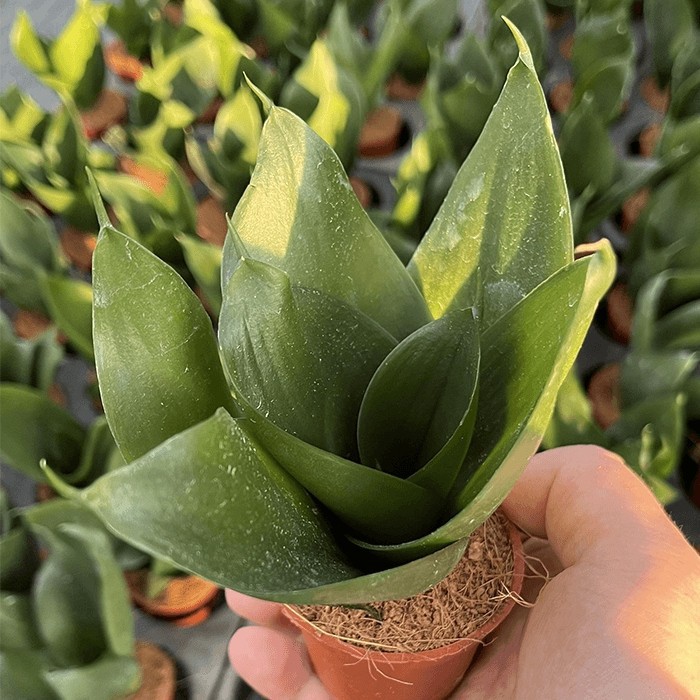 sansevieria hahnii