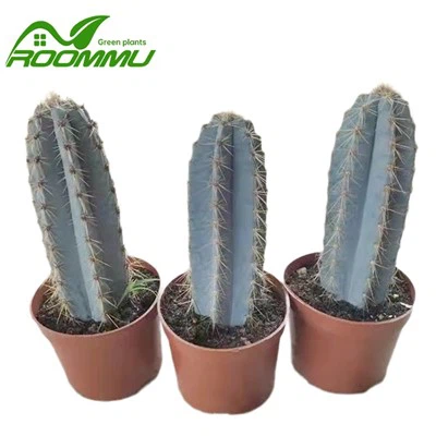 Plante de cactus 'Pilosocereus Azureus'