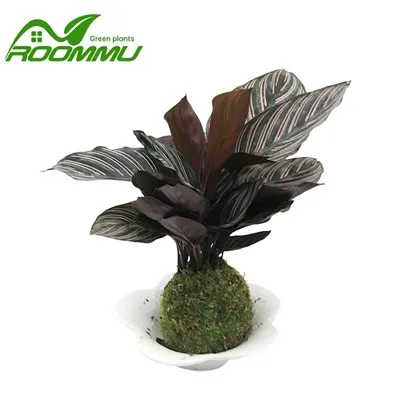 Plante Calathea Ornata